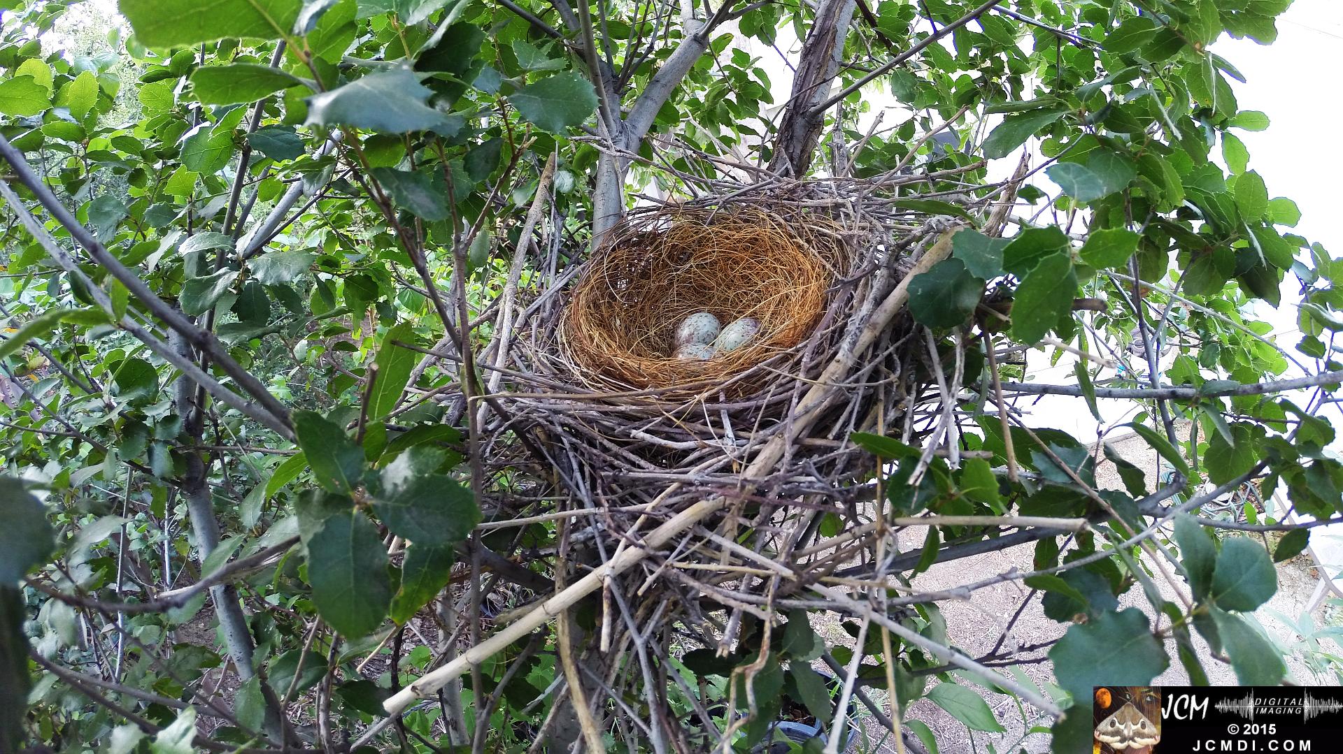 Scrub Jay Nest vacant Documentary GoPro Hero3+ Black polecam 4-4-2015 Santa Clarita JCMDI.COM